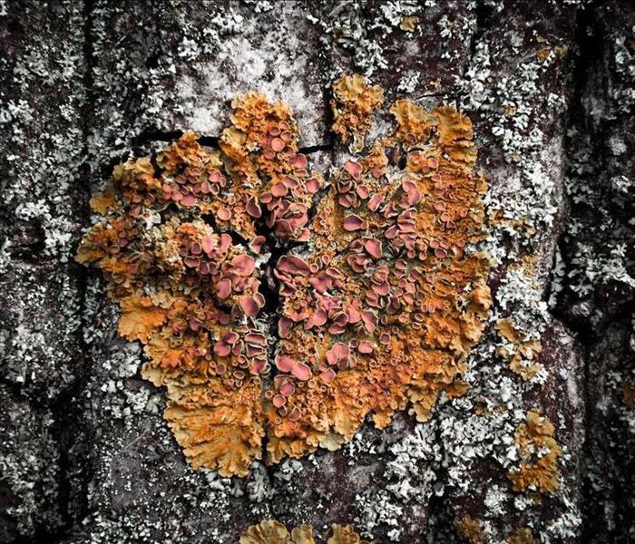 Red and orange mold growth on the trunk of a tree.